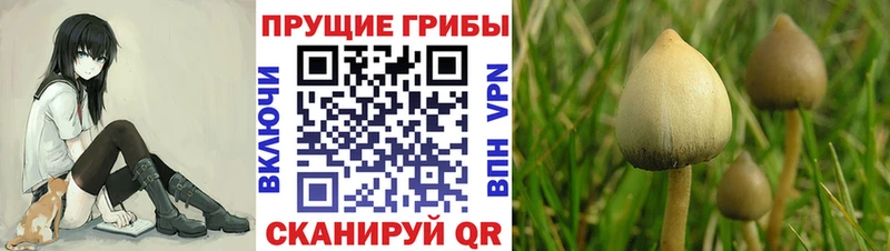 Галлюциногенные грибы мухоморы  блэк спрут ТОР  Ковдор 